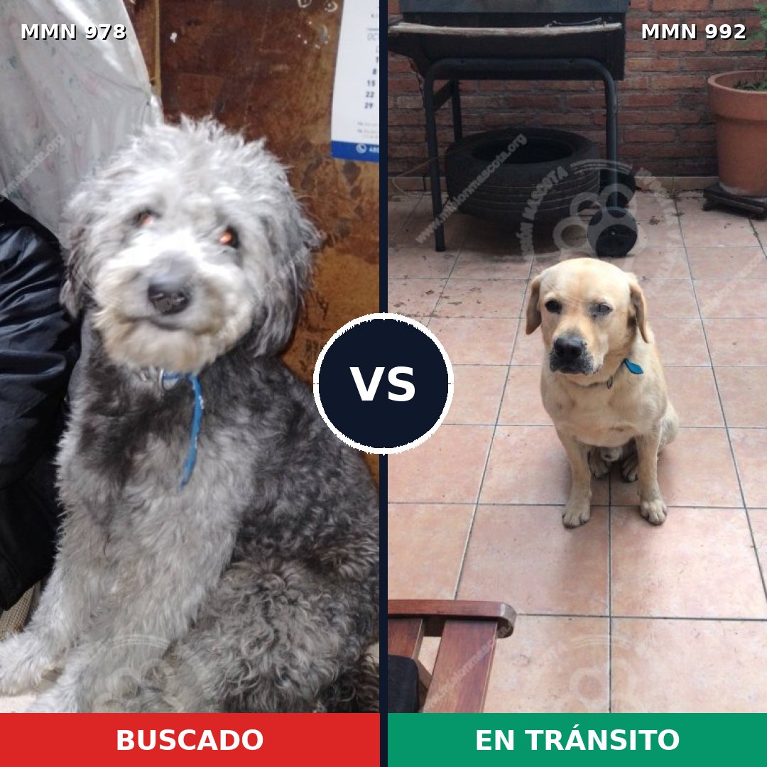 Comparativa MMS 15862: mascota perdida y mascota encontrada, 47% de similitud