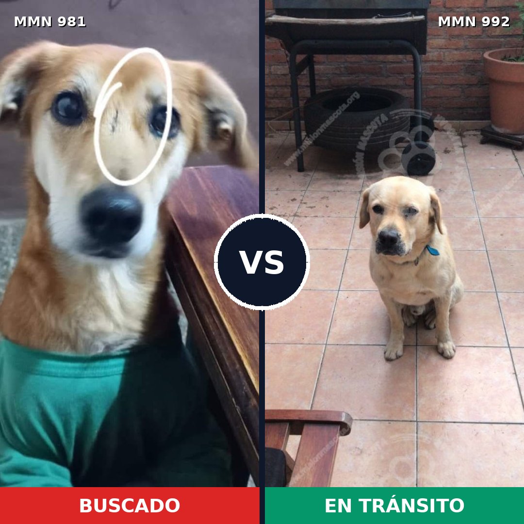 Comparativa MMS 15863: mascota perdida y mascota encontrada, 46% de similitud
