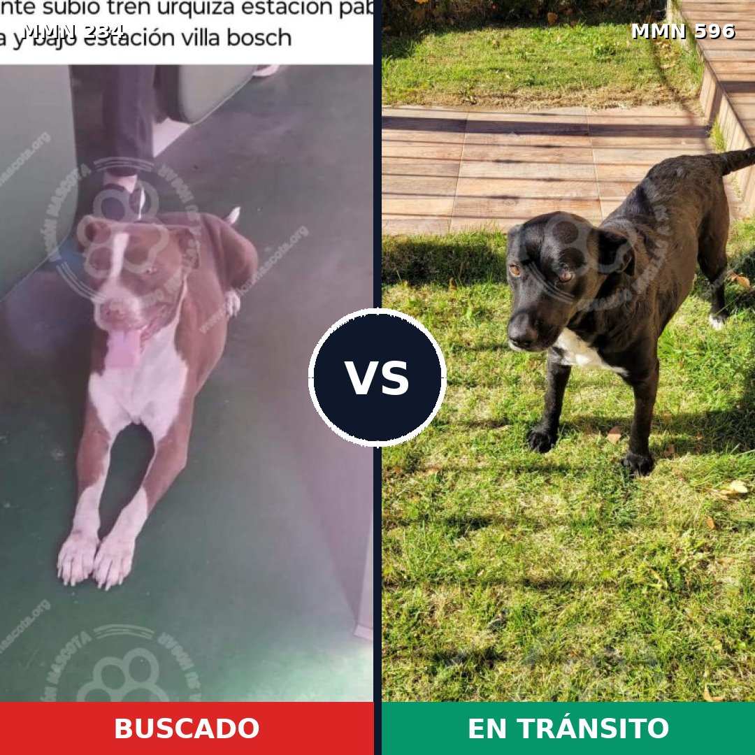 Comparativa MMS 15868: mascota perdida y mascota encontrada, 17% de similitud