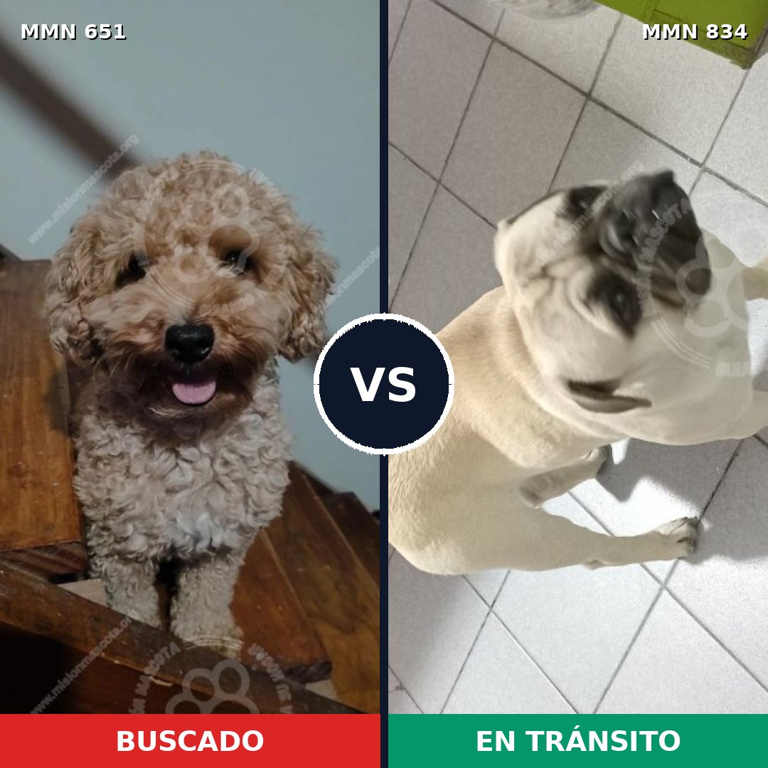 Comparativa MMS 15869: mascota perdida y mascota encontrada, 37% de similitud
