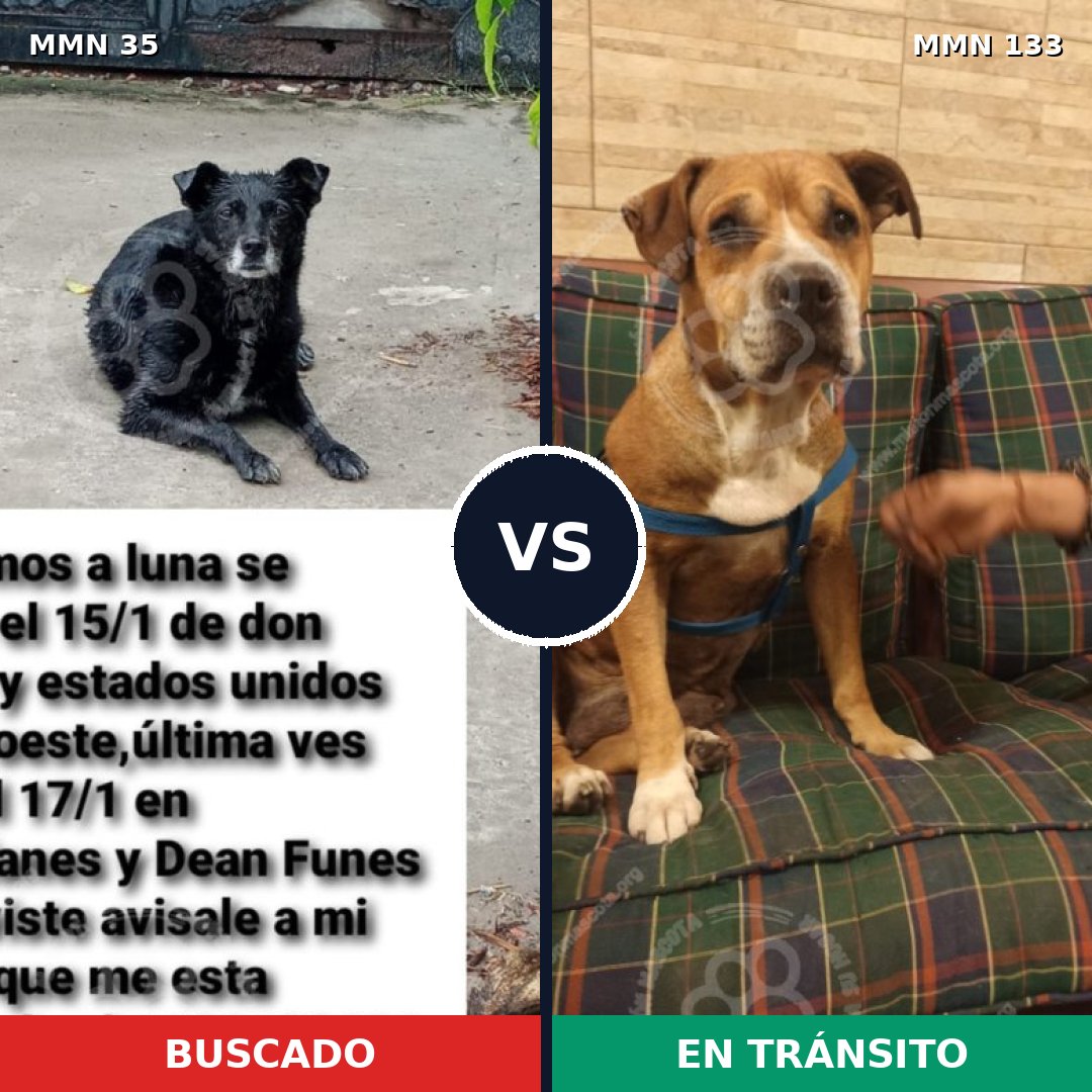Comparativa MMS 1587: mascota perdida y mascota encontrada, 64% de similitud