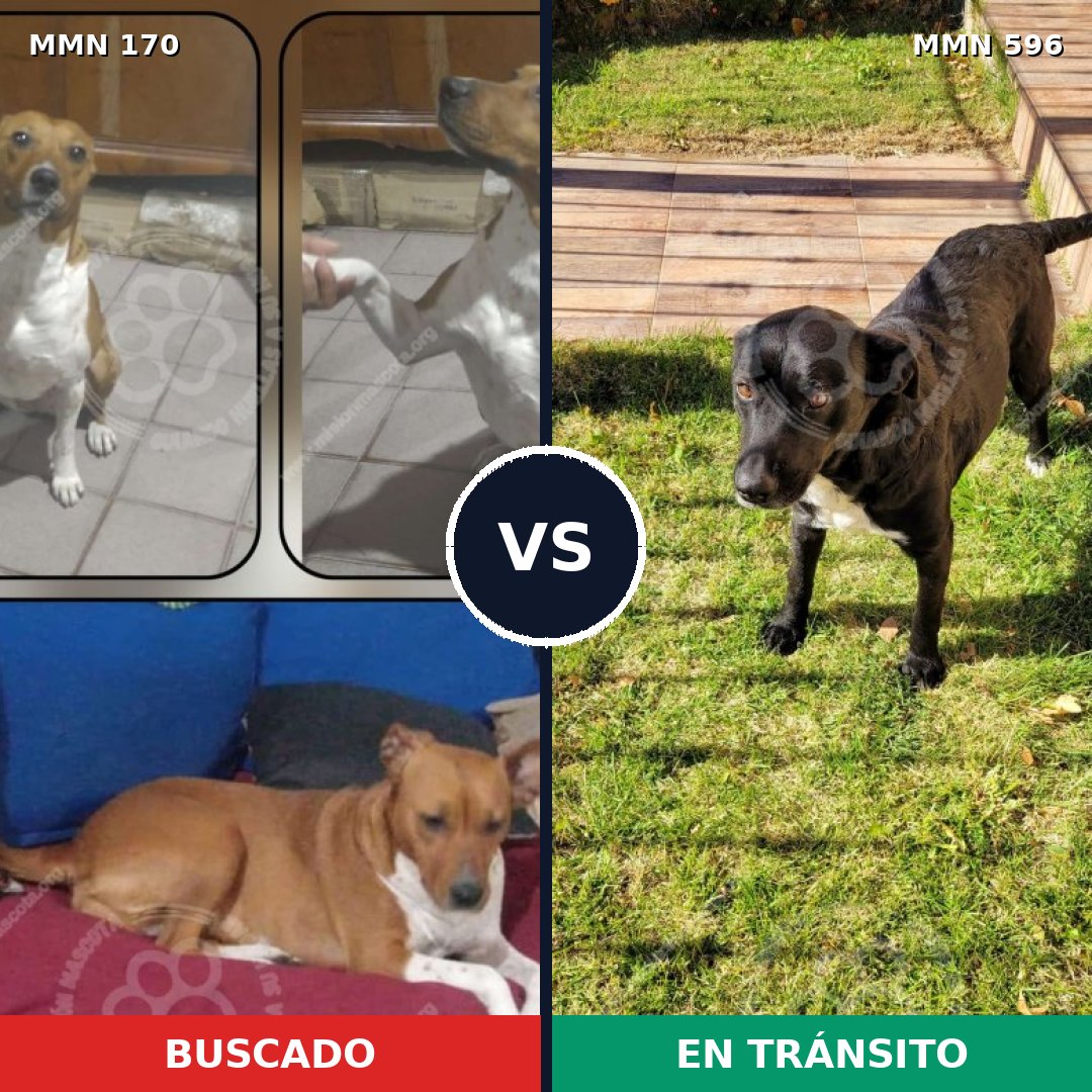 Comparativa MMS 15873: mascota perdida y mascota encontrada, 67% de similitud