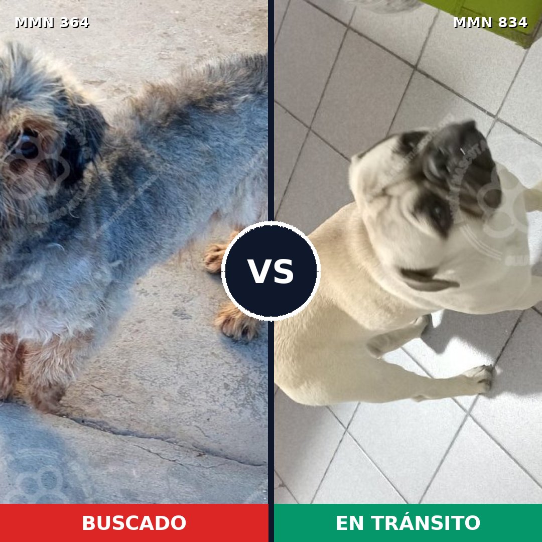 Comparativa MMS 15874: mascota perdida y mascota encontrada, 38% de similitud