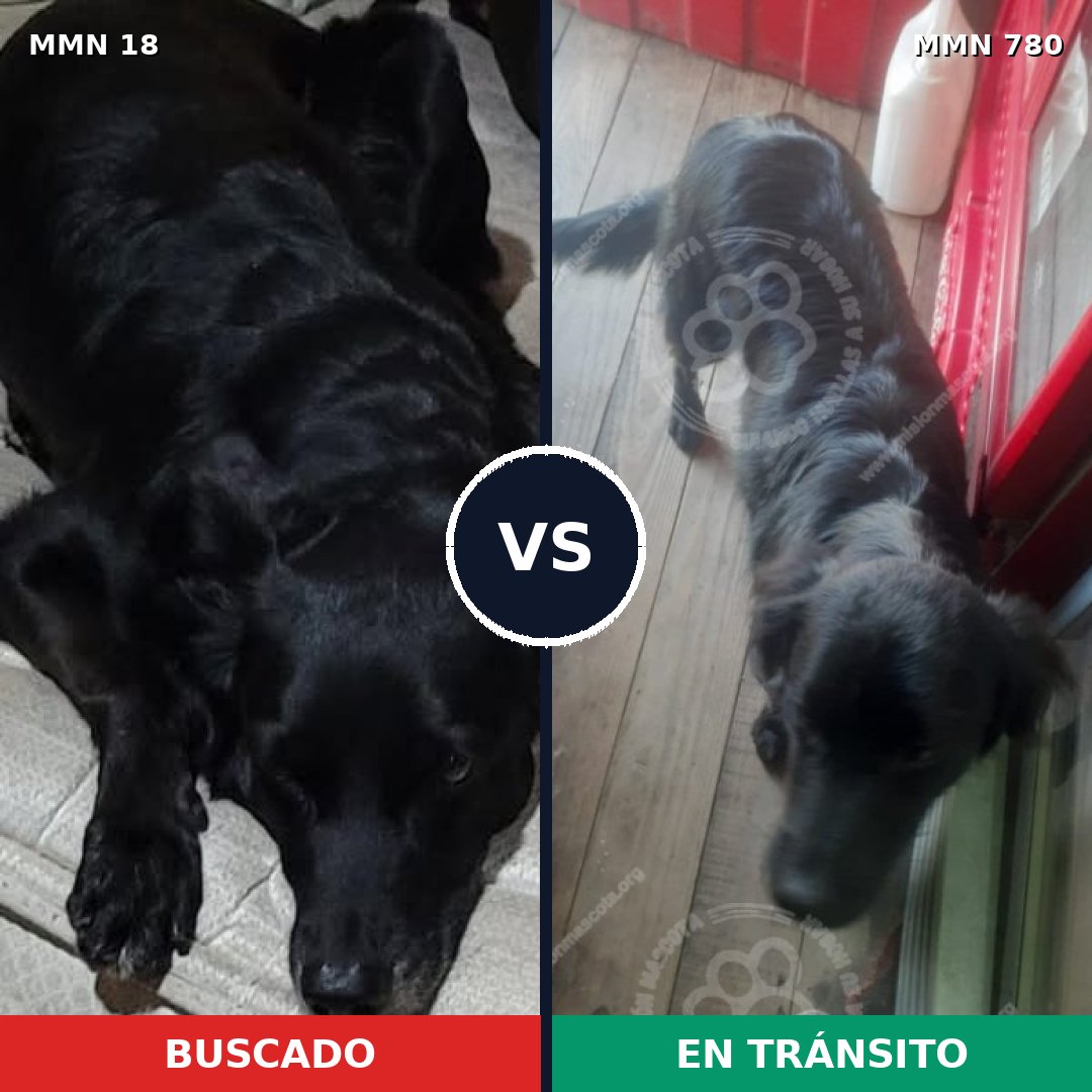 Comparativa MMS 15876: mascota perdida y mascota encontrada, 53% de similitud