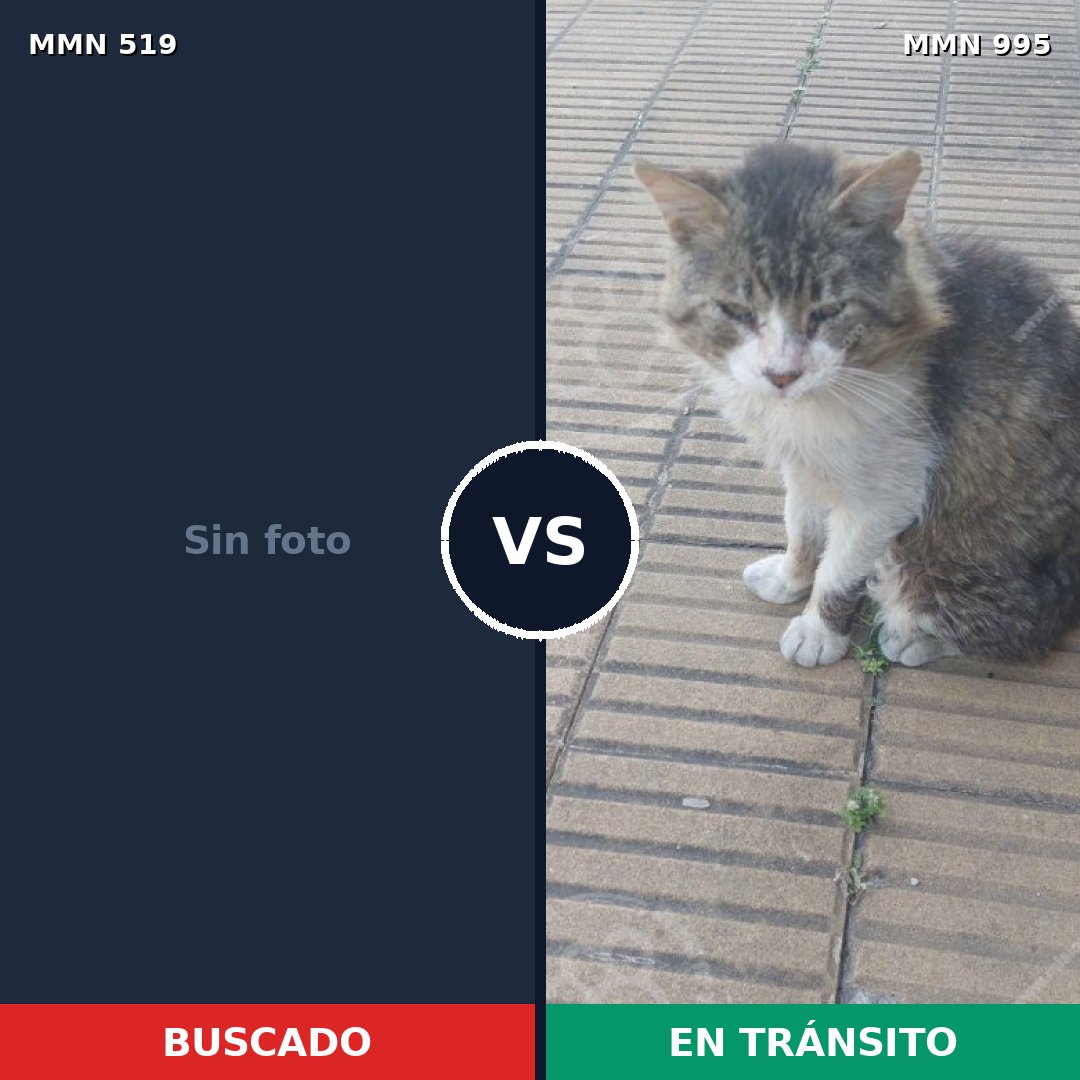 Comparativa MMS 15878: mascota perdida y mascota encontrada, 24% de similitud