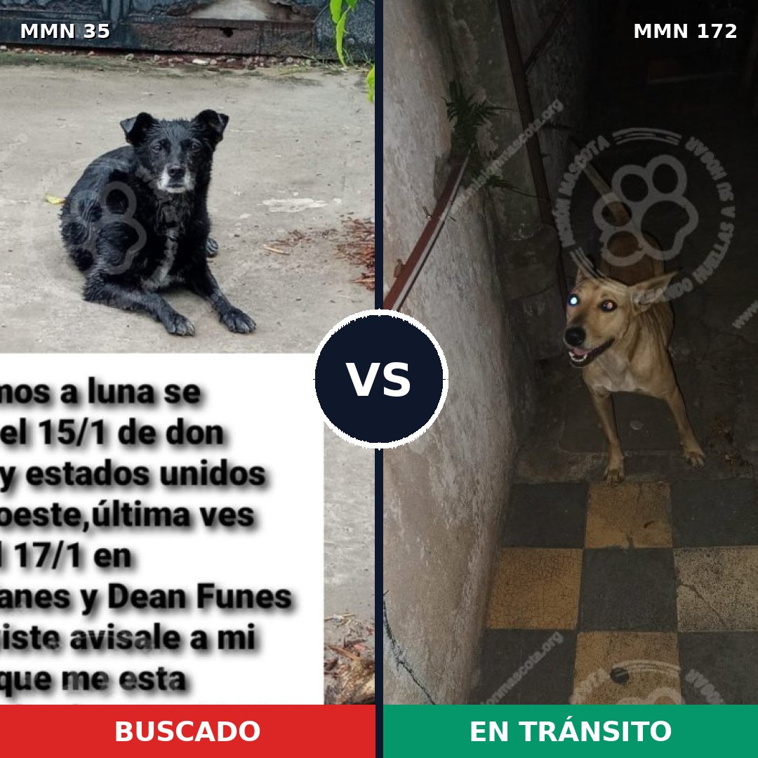 Comparativa MMS 1588: mascota perdida y mascota encontrada, 61% de similitud