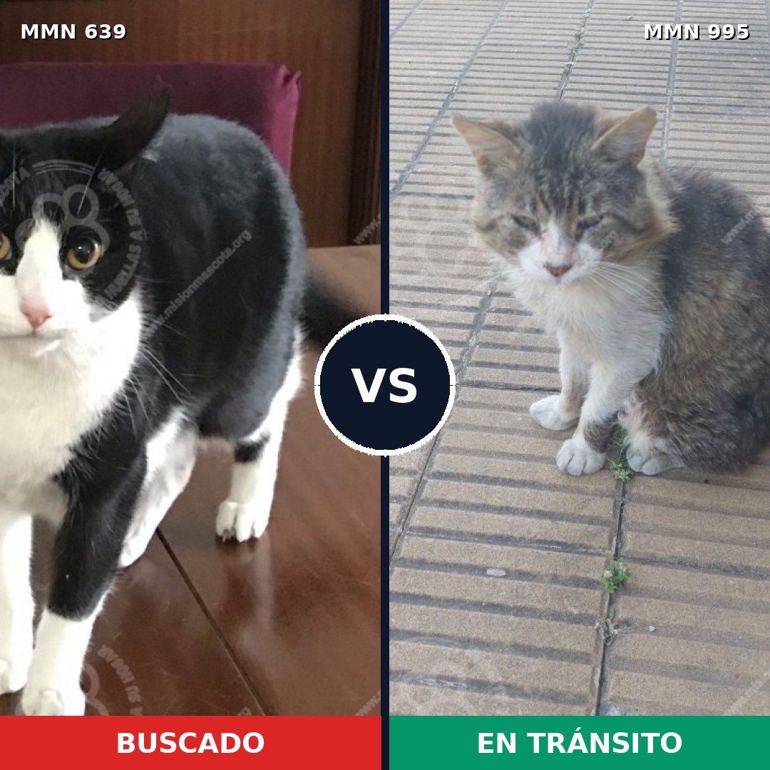 Comparativa MMS 15880: mascota perdida y mascota encontrada, 35% de similitud