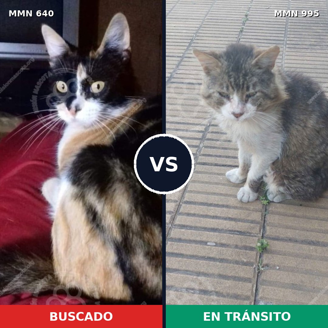 Comparativa MMS 15881: mascota perdida y mascota encontrada, 40% de similitud