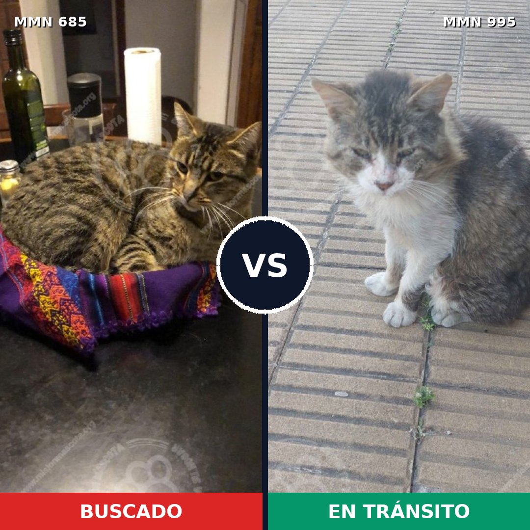Comparativa MMS 15883: mascota perdida y mascota encontrada, 47% de similitud