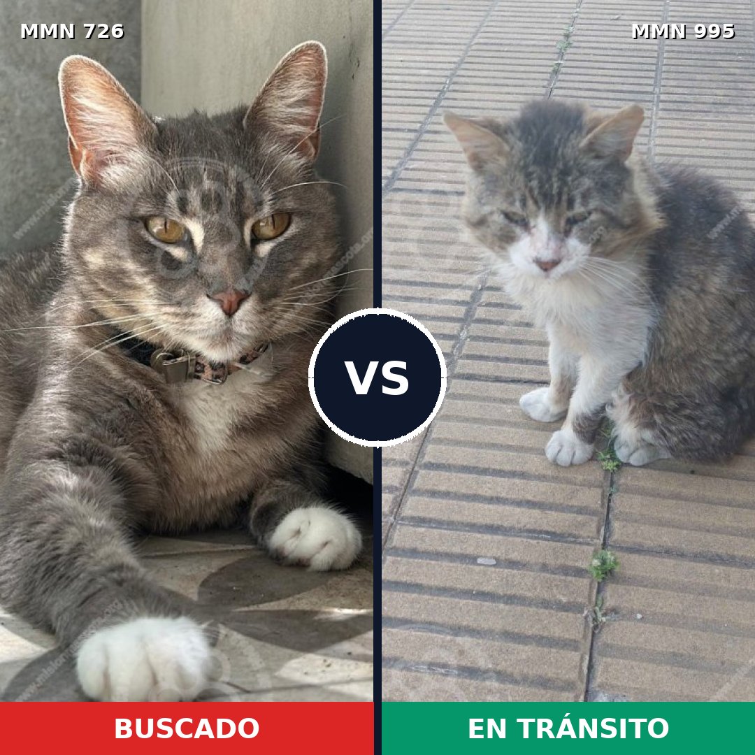 Comparativa MMS 15884: mascota perdida y mascota encontrada, 41% de similitud