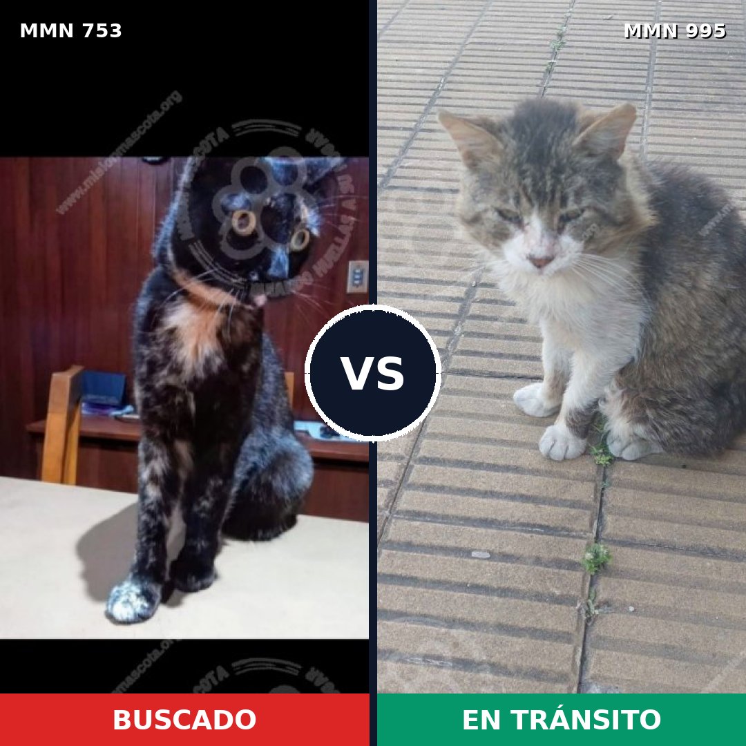 Comparativa MMS 15886: mascota perdida y mascota encontrada, 35% de similitud