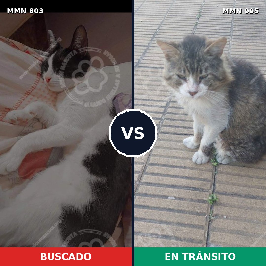 Comparativa MMS 15888: mascota perdida y mascota encontrada, 47% de similitud