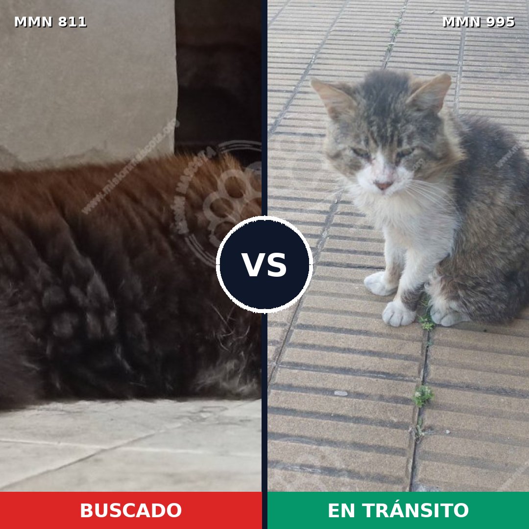 Comparativa MMS 15889: mascota perdida y mascota encontrada, 35% de similitud