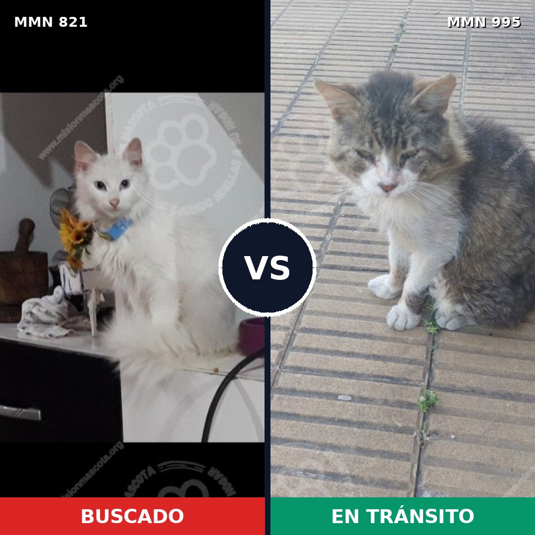 Comparativa MMS 15890: mascota perdida y mascota encontrada, 33% de similitud