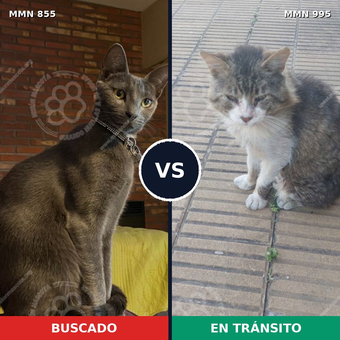 Comparativa MMS 15891: mascota perdida y mascota encontrada, 37% de similitud