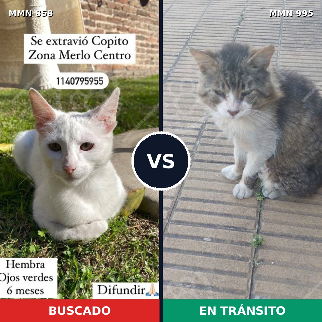Comparativa MMS 15892: mascota perdida y mascota encontrada, 36% de similitud