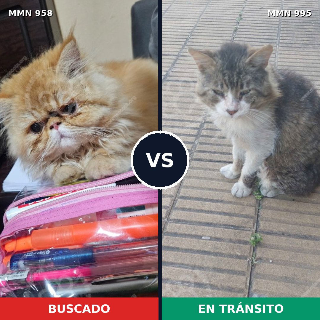 Comparativa MMS 15895: mascota perdida y mascota encontrada, 34% de similitud