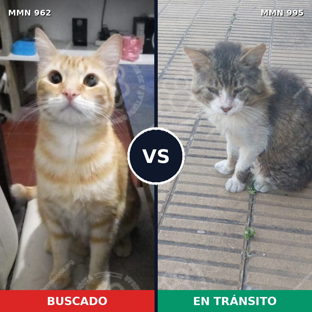 Comparativa MMS 15896: mascota perdida y mascota encontrada, 55% de similitud