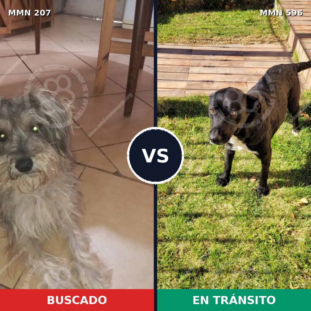 Comparativa MMS 15898: mascota perdida y mascota encontrada, 42% de similitud