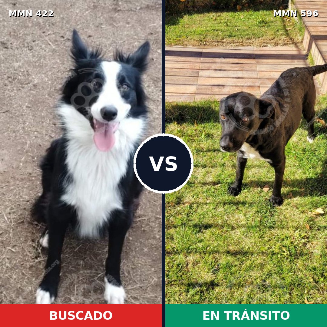 Comparativa MMS 15899: mascota perdida y mascota encontrada, 50% de similitud