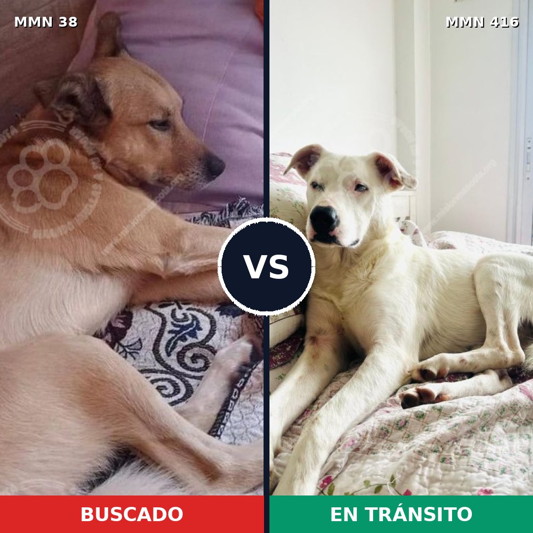 Comparativa MMS 159: mascota perdida y mascota encontrada, 58% de similitud