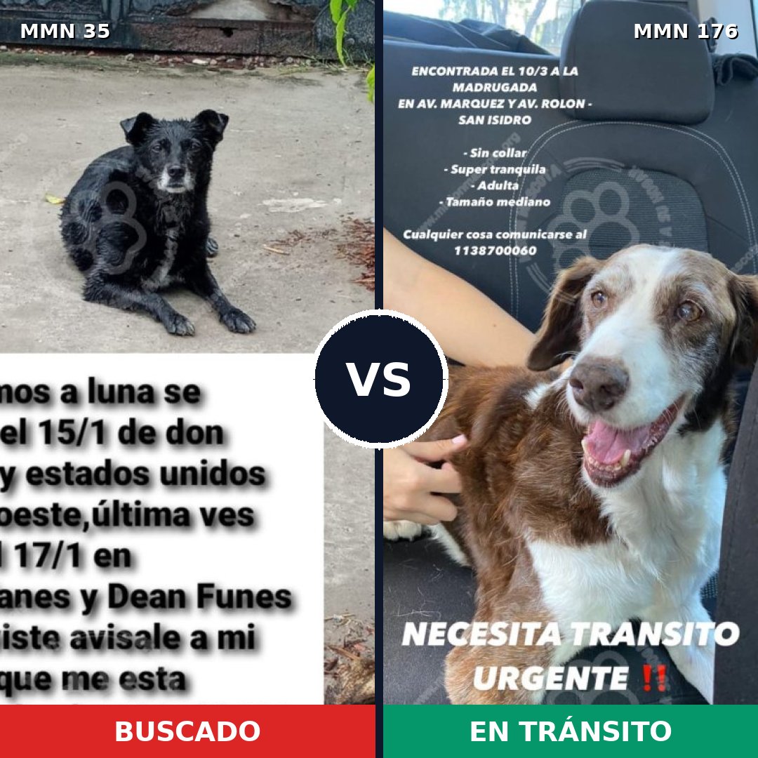 Comparativa MMS 1590: mascota perdida y mascota encontrada, 63% de similitud