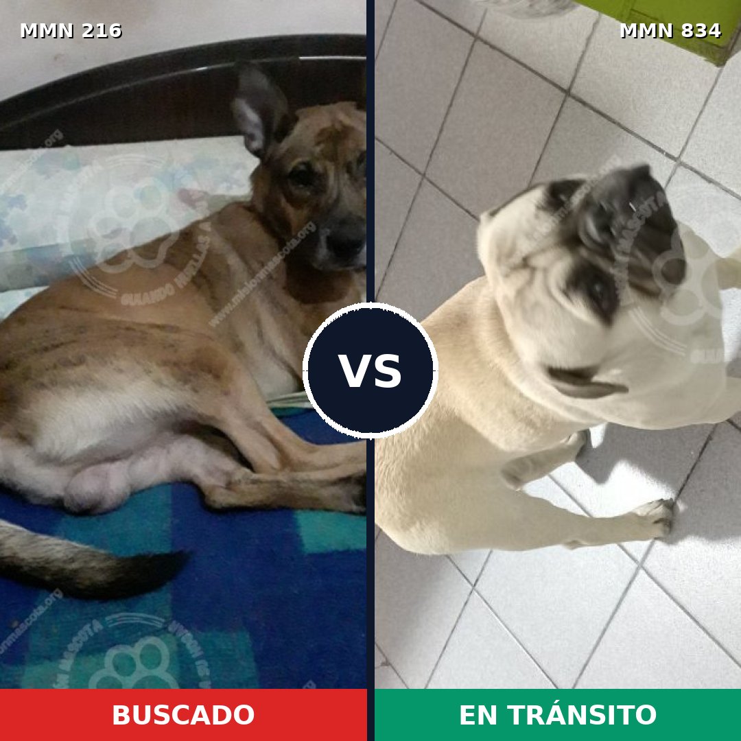 Comparativa MMS 15900: mascota perdida y mascota encontrada, 26% de similitud