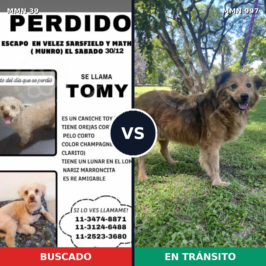 Comparativa MMS 15902: mascota perdida y mascota encontrada, 22% de similitud