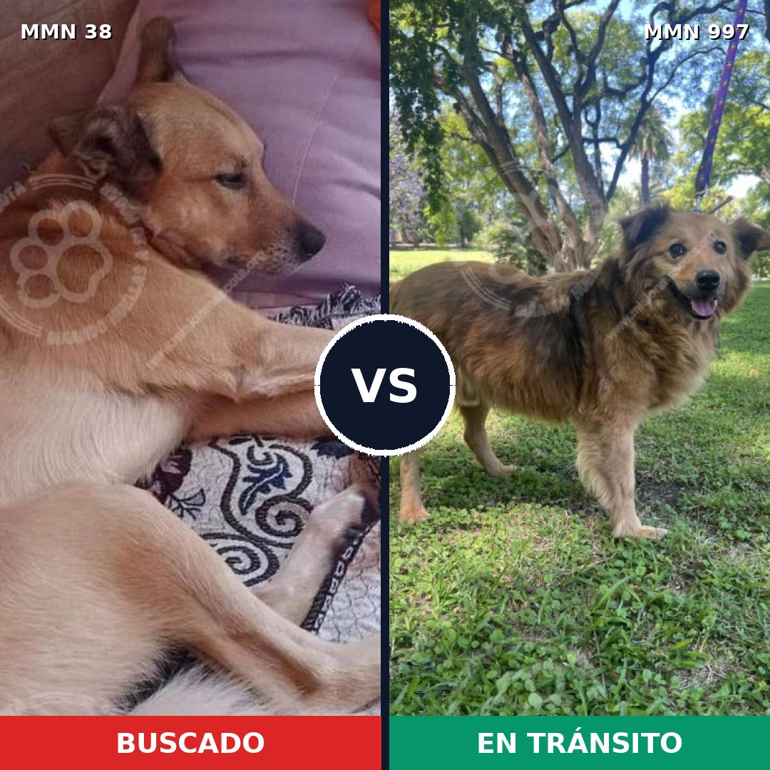 Comparativa MMS 15903: mascota perdida y mascota encontrada, 82% de similitud