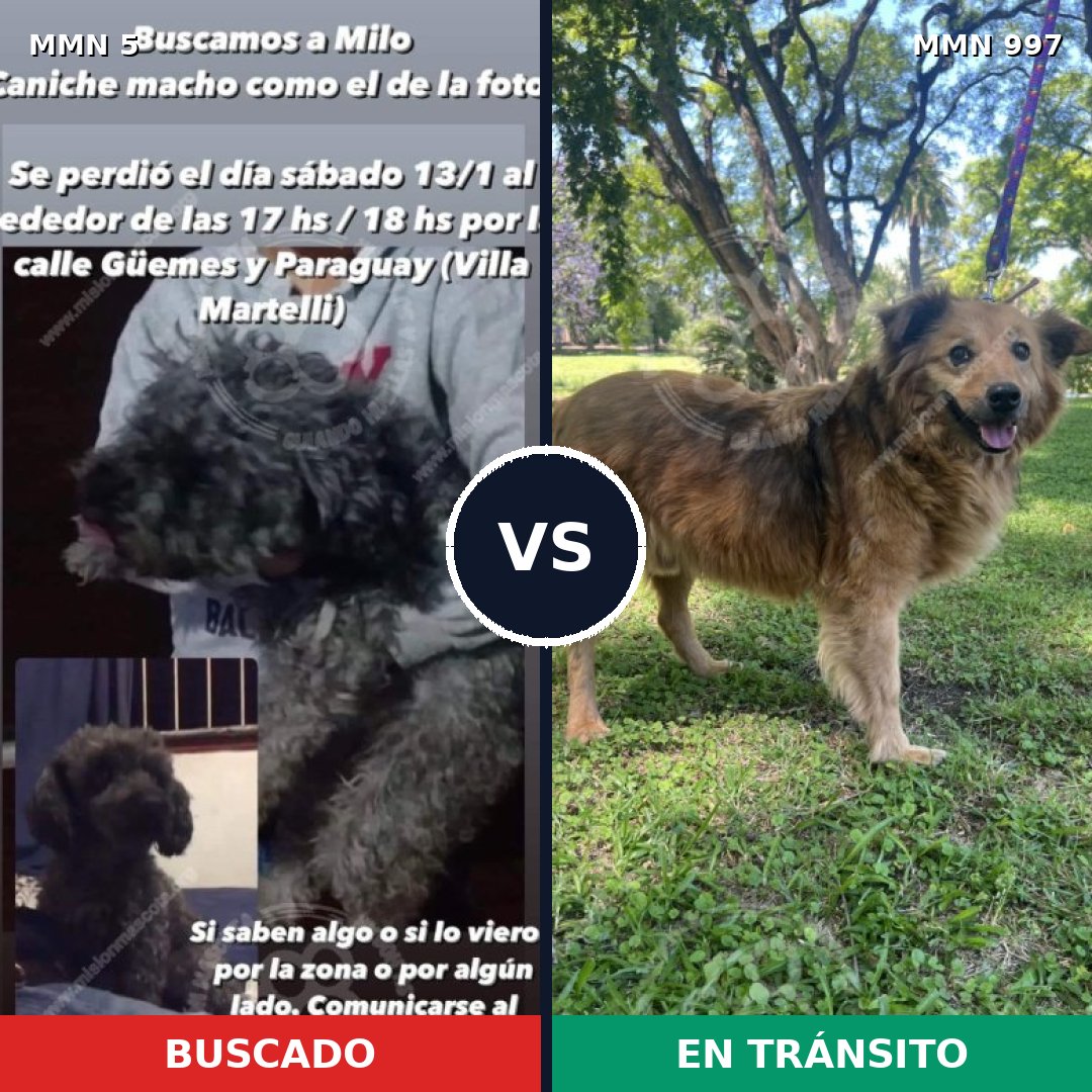 Comparativa MMS 15905: mascota perdida y mascota encontrada, 41% de similitud