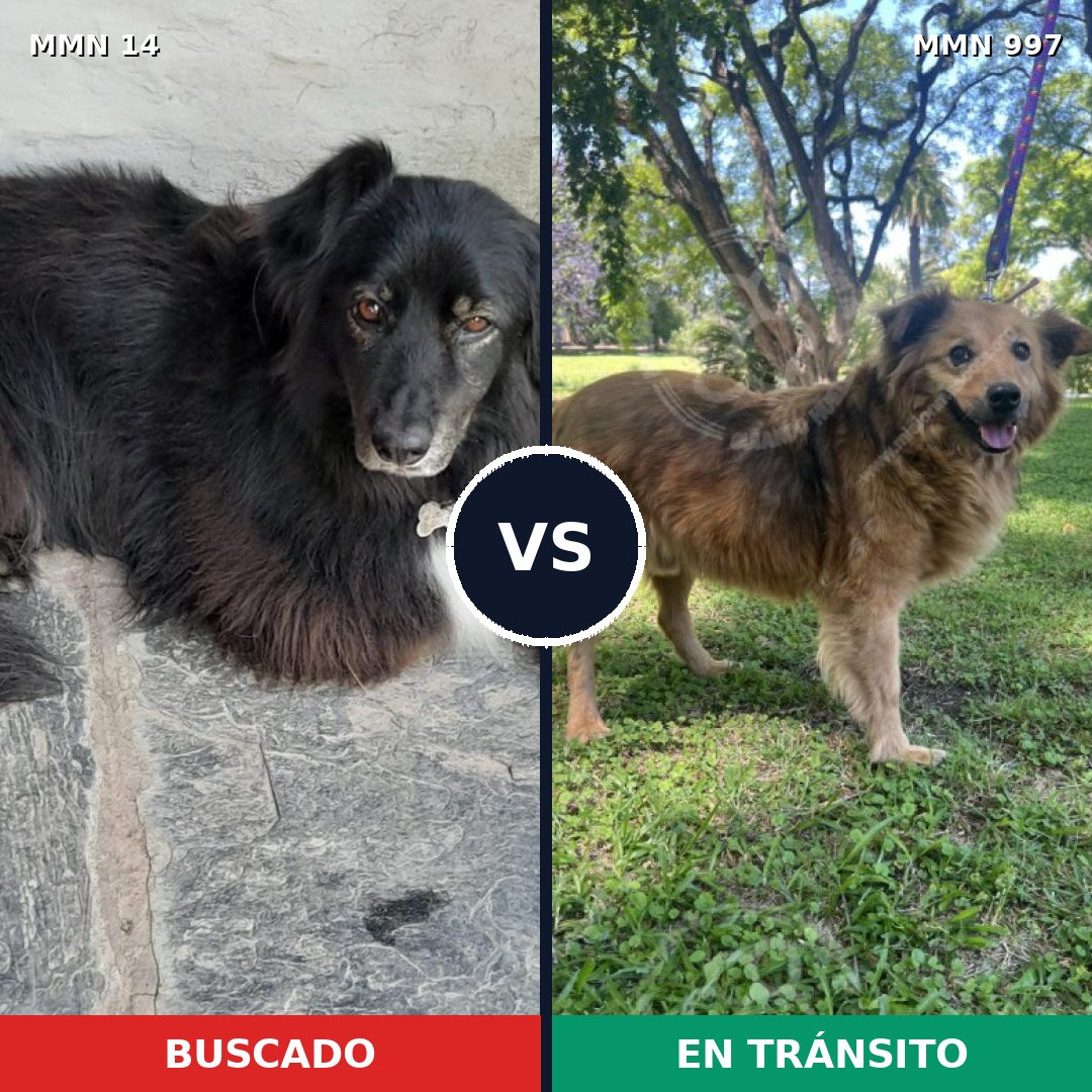 Comparativa MMS 15909: mascota perdida y mascota encontrada, 57% de similitud