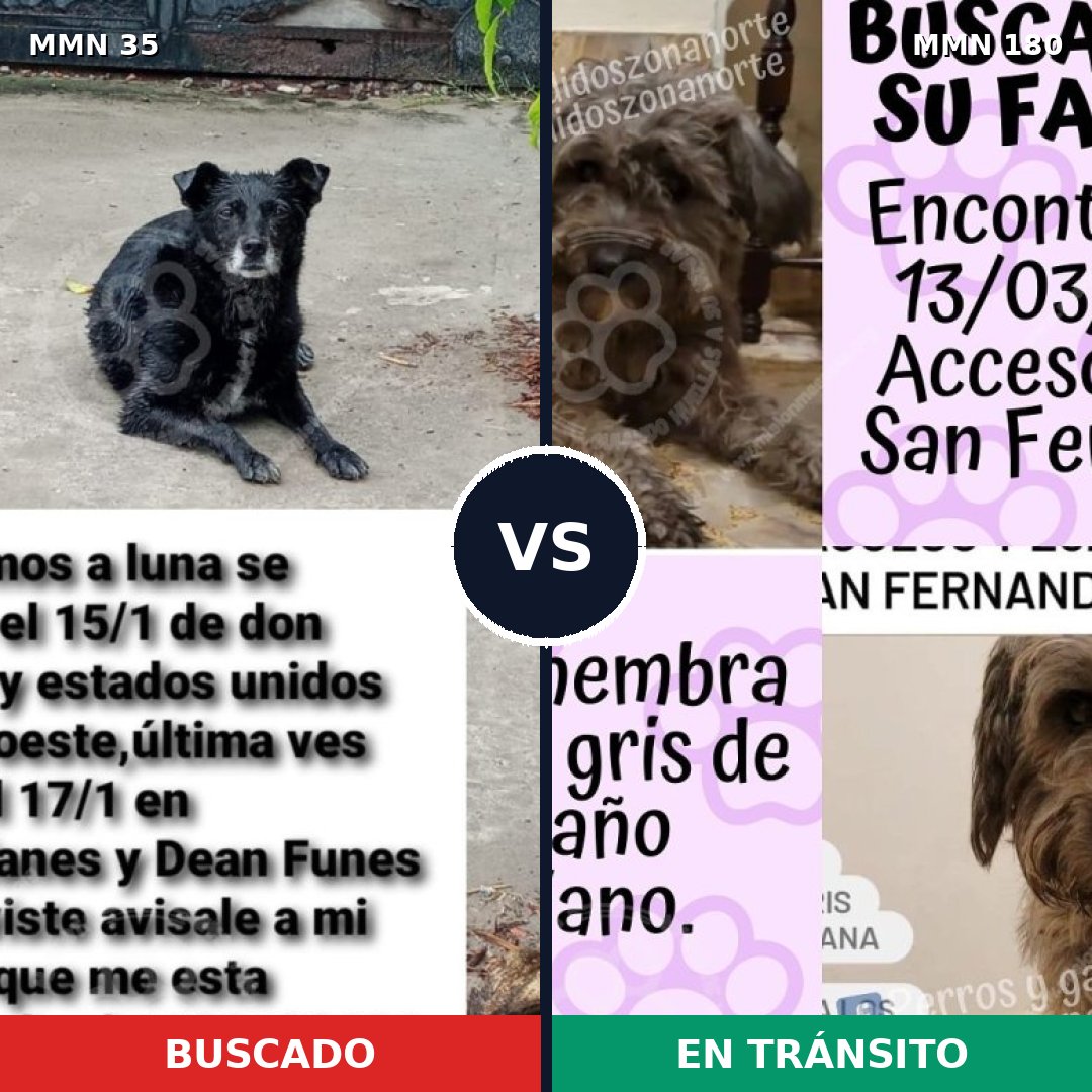 Comparativa MMS 1591: mascota perdida y mascota encontrada, 71% de similitud
