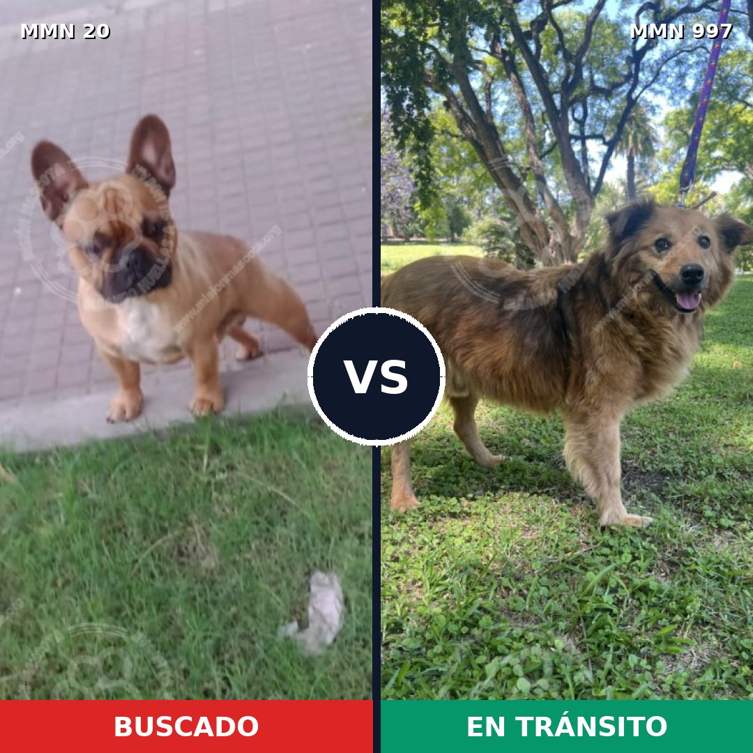 Comparativa MMS 15911: mascota perdida y mascota encontrada, 32% de similitud