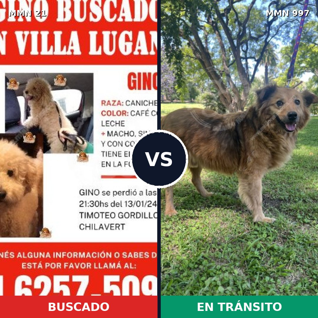 Comparativa MMS 15912: mascota perdida y mascota encontrada, 42% de similitud