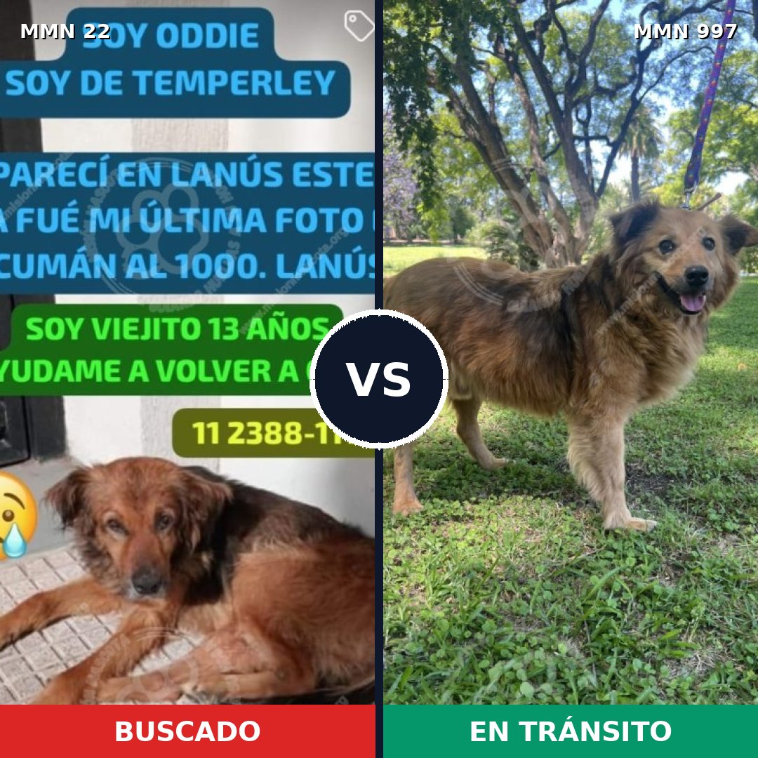 Comparativa MMS 15913: mascota perdida y mascota encontrada, 63% de similitud