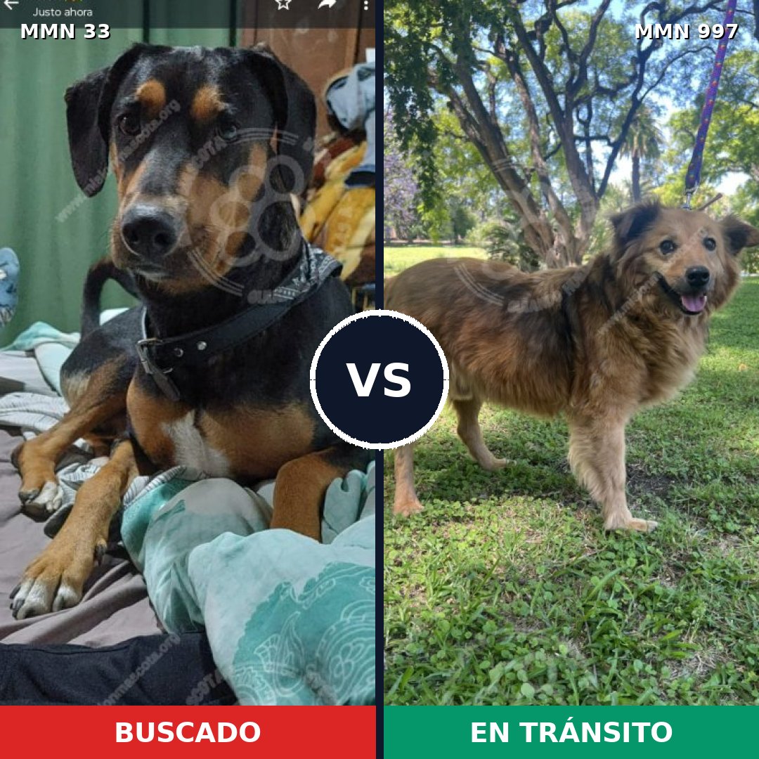 Comparativa MMS 15914: mascota perdida y mascota encontrada, 57% de similitud