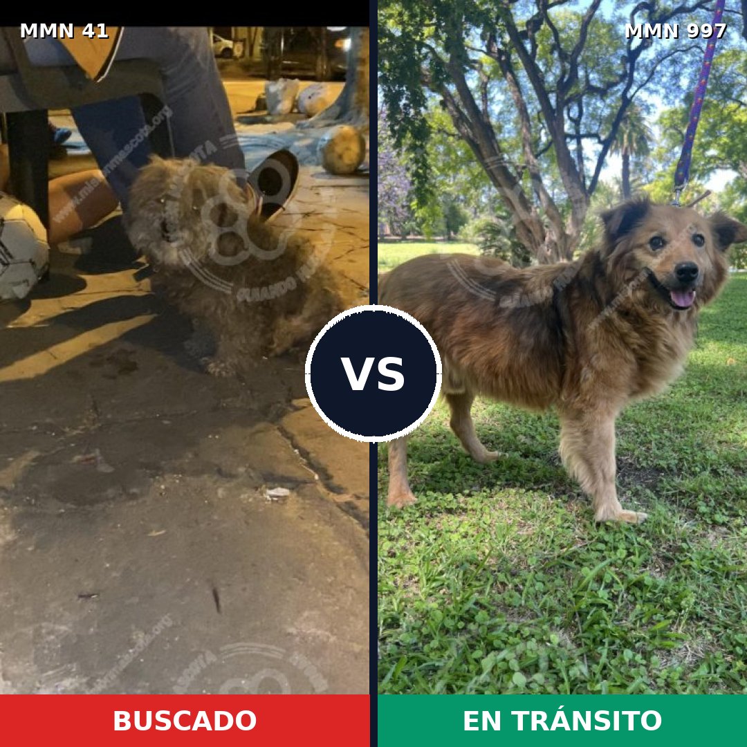 Comparativa MMS 15916: mascota perdida y mascota encontrada, 51% de similitud