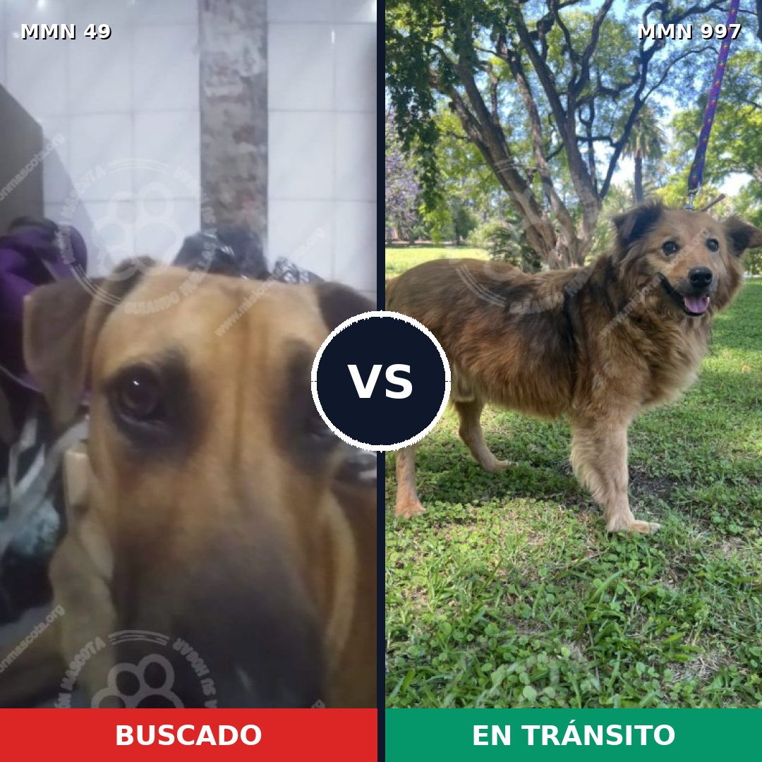 Comparativa MMS 15917: mascota perdida y mascota encontrada, 61% de similitud