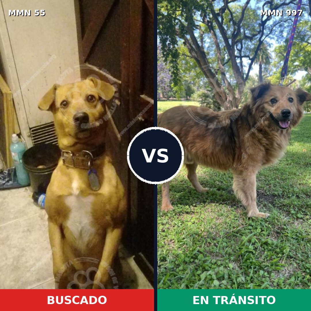 Comparativa MMS 15918: mascota perdida y mascota encontrada, 60% de similitud