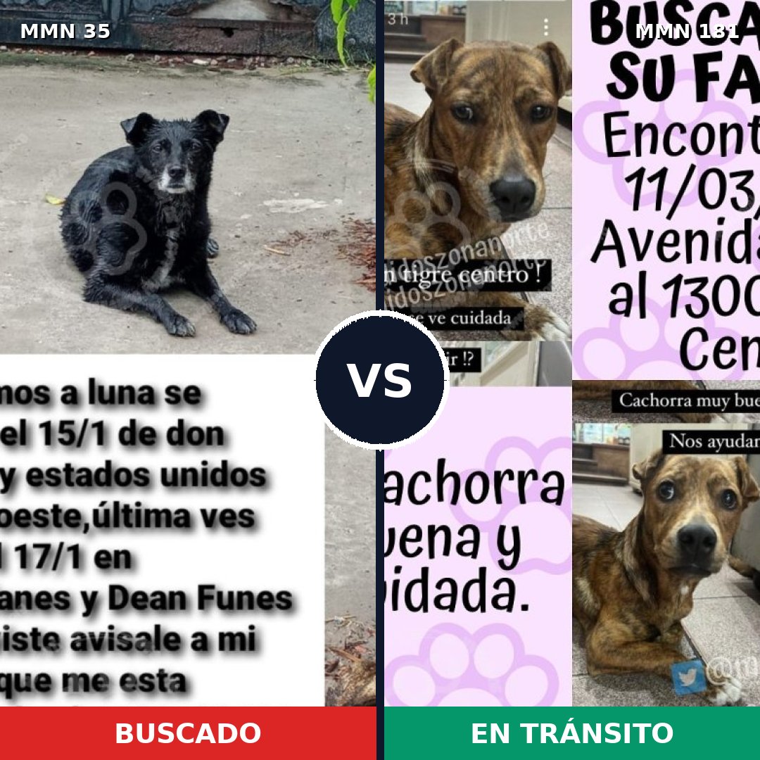 Comparativa MMS 1592: mascota perdida y mascota encontrada, 57% de similitud