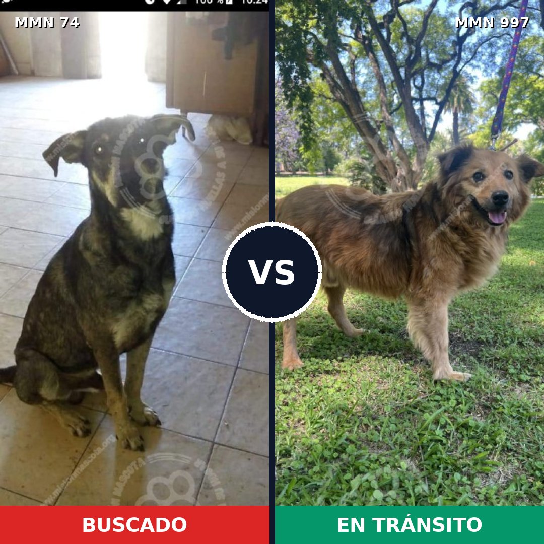 Comparativa MMS 15920: mascota perdida y mascota encontrada, 58% de similitud
