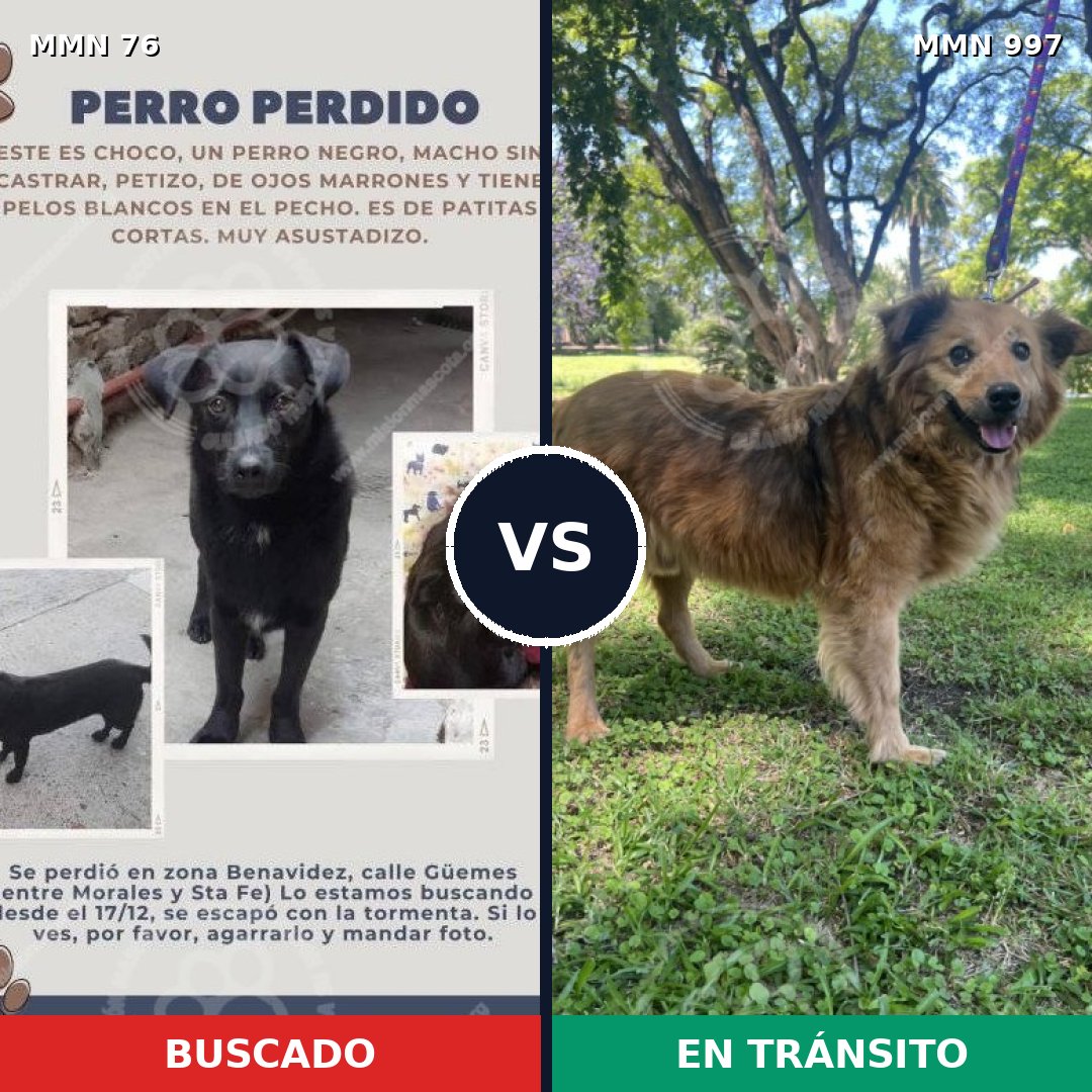 Comparativa MMS 15921: mascota perdida y mascota encontrada, 44% de similitud