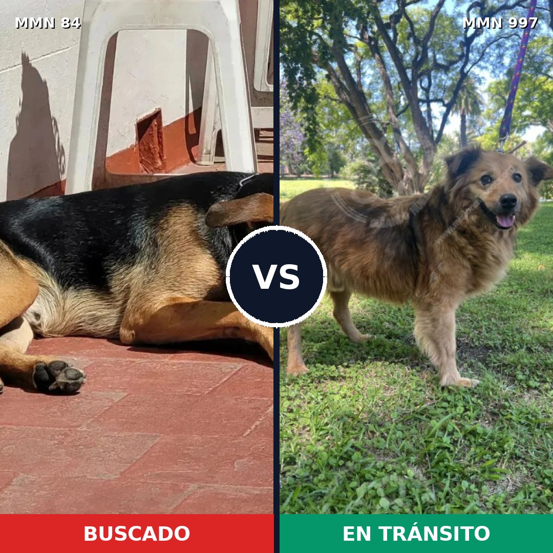 Comparativa MMS 15922: mascota perdida y mascota encontrada, 55% de similitud