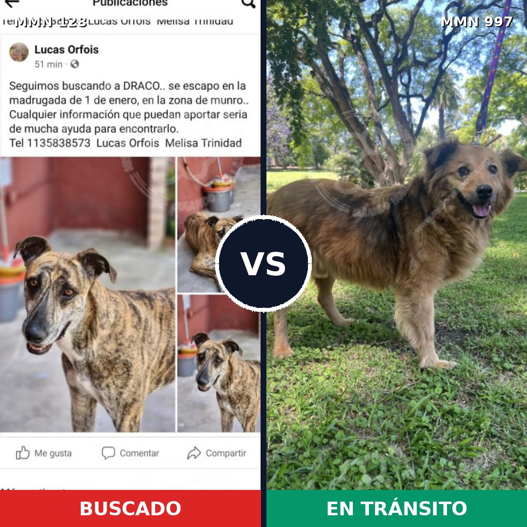 Comparativa MMS 15925: mascota perdida y mascota encontrada, 41% de similitud