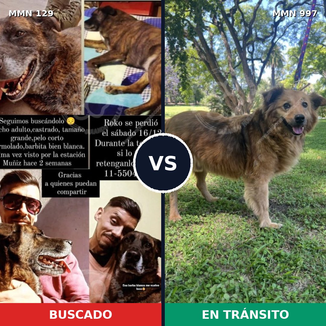 Comparativa MMS 15926: mascota perdida y mascota encontrada, 44% de similitud