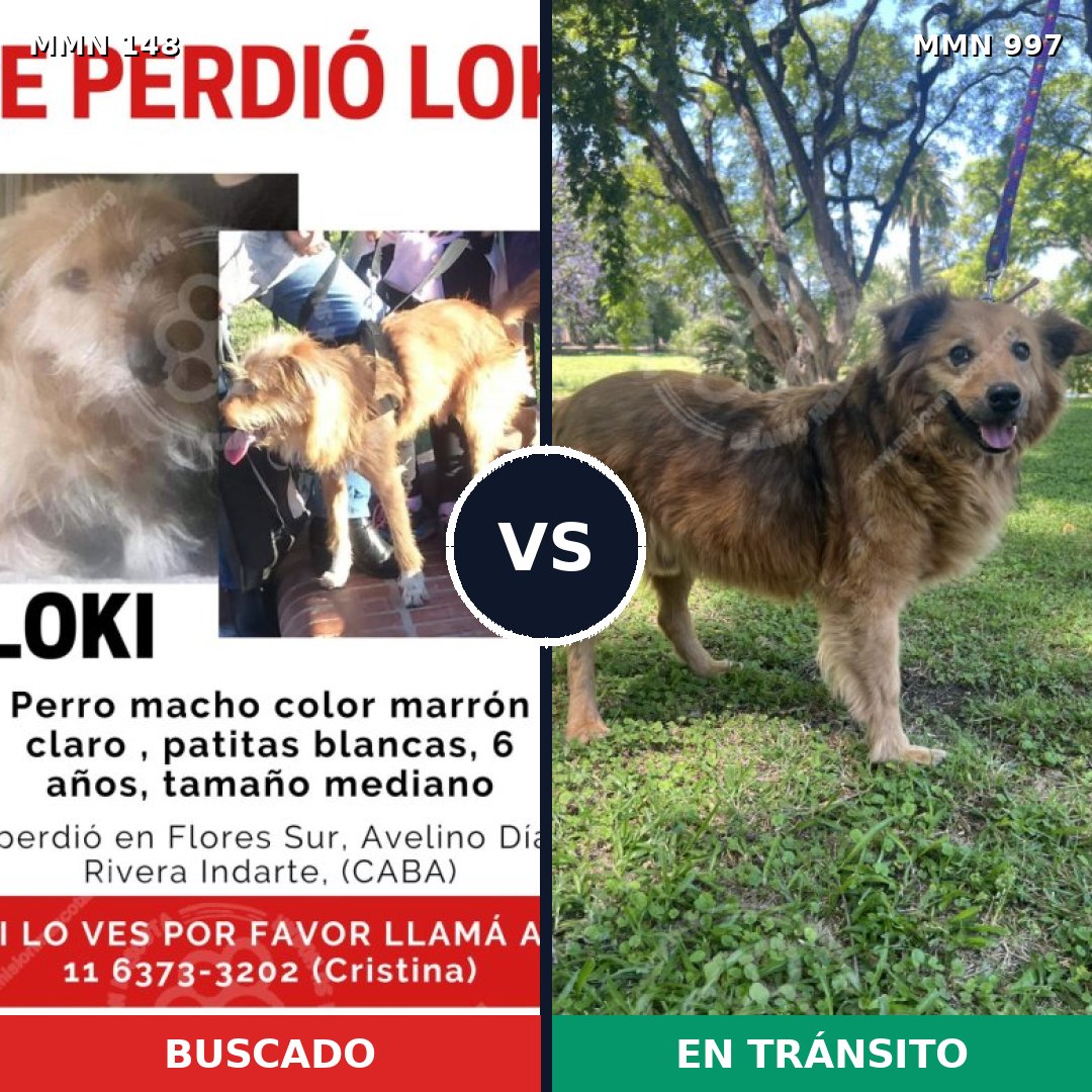 Comparativa MMS 15928: mascota perdida y mascota encontrada, 65% de similitud
