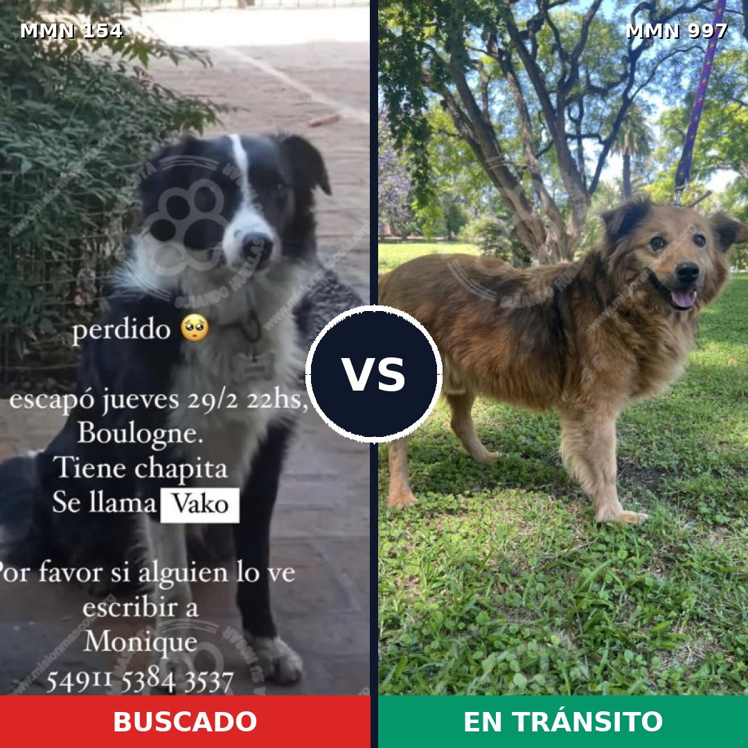 Comparativa MMS 15929: mascota perdida y mascota encontrada, 34% de similitud