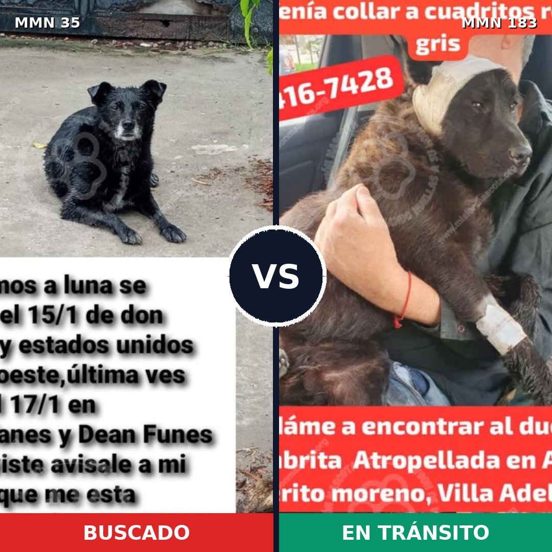 Comparativa MMS 1593: mascota perdida y mascota encontrada, 72% de similitud