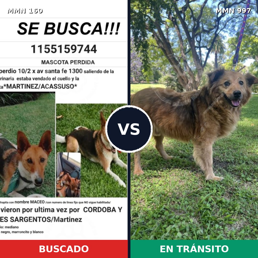 Comparativa MMS 15930: mascota perdida y mascota encontrada, 66% de similitud