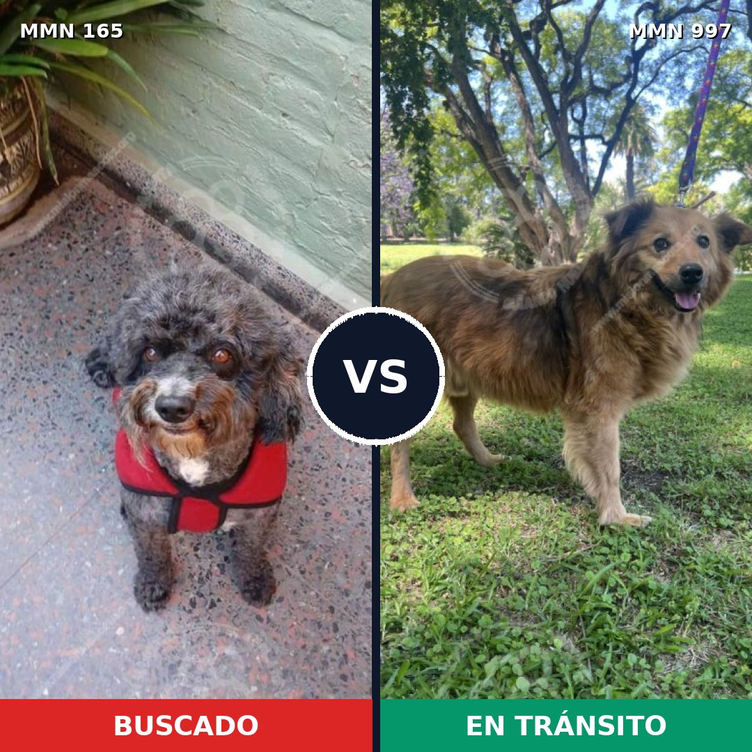 Comparativa MMS 15931: mascota perdida y mascota encontrada, 29% de similitud